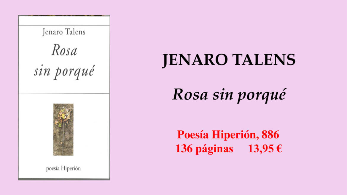 886-Rosa-sin-porque-scaled.jpg