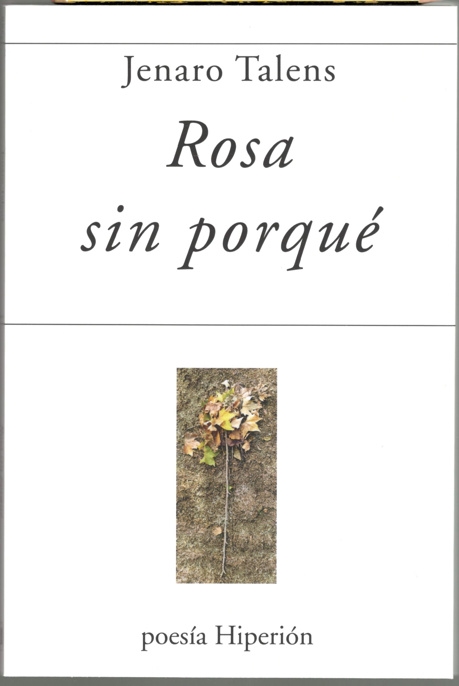 ROSA SIN PORQUÉ